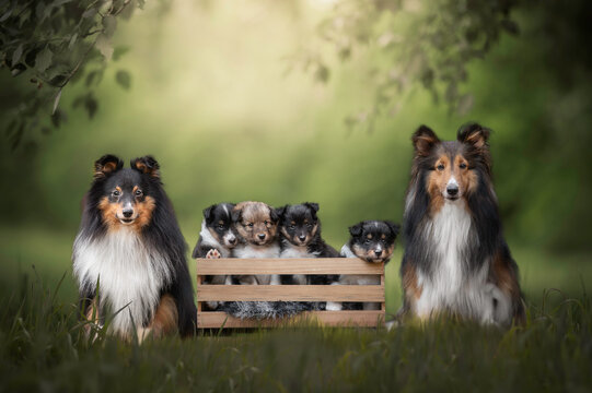 Sheltie puppy family with mom and dad