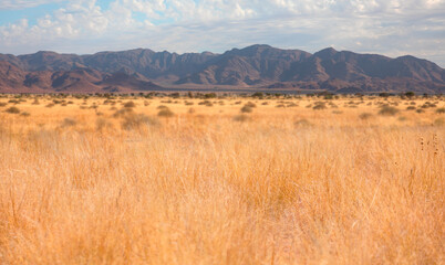 Fototapeta na wymiar Tall yellow wild grass background - Etosha national park - Namibia, Africa