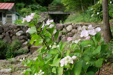 6月の阿弥陀寺の花