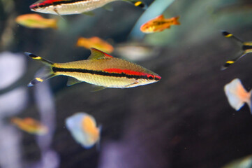 Obraz premium Small Fishes swimming in Aquarium Fish Tank
