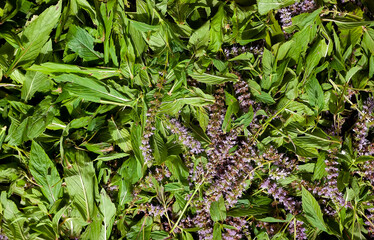 Fresh organic flowering mint plants for herbal tea.