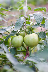 Organic tomatoes grown in a greenhouse.