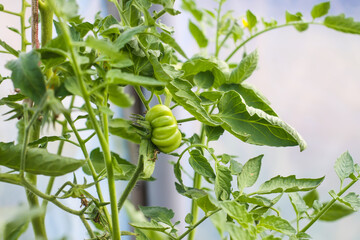 Organic tomatoes grown in a greenhouse.