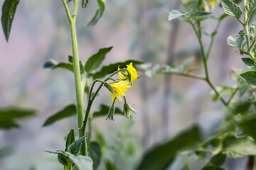 Organic tomatoes are grown in a greenhouse. Yellow flowers. Vegetables in flowering season. 