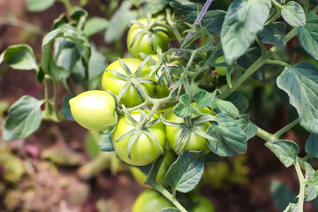 Organic tomatoes grown in a greenhouse.