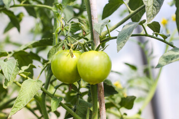Organic tomatoes grown in a greenhouse.