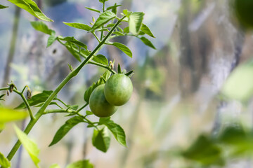 Organic tomatoes grown in a greenhouse.