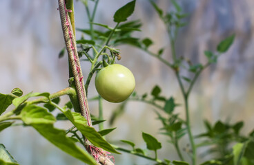 Organic tomatoes grown in a greenhouse.