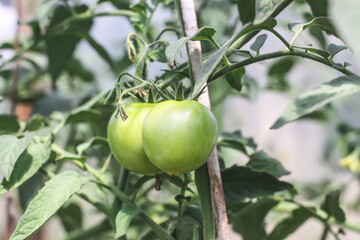 Organic tomatoes grown in a greenhouse.