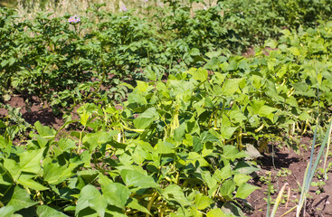 Fototapeta na wymiar Organic green beans growing in the garden