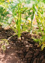 Carrots growing in soil. Organic cultivated vegetables.