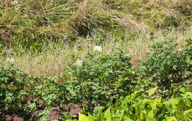 Potato flowers blooming in agriculture organic farm field. Vegetables in bloom