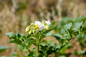 Potato flowers blooming in agriculture organic farm field. Vegetables in bloom