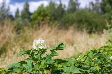 Potato flowers blooming in agriculture organic farm field. Vegetables in bloom