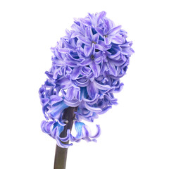 Blue flowers hyacinthes isolated on white