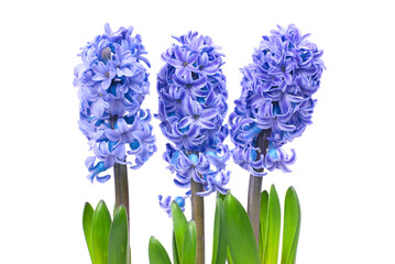 Blue flowers hyacinthes isolated on white - Powered by Adobe