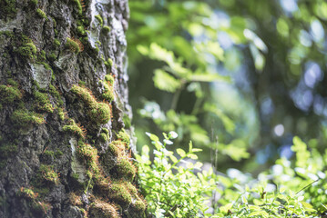 The photo shows a tree that is partially covered with green moss. The tree is a birch. Behind the tree are other green plants that are out of depth.