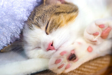 Cute little cat kitten with pink paws