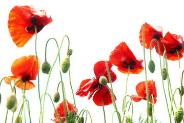 Red poppies flowers isolated on white background