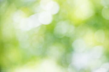 Obraz premium Green blur abstract nature background