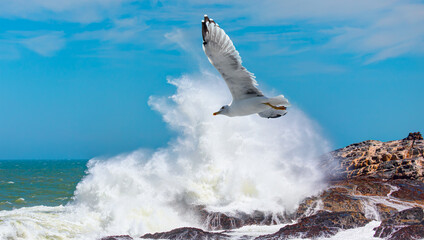 A seagull flying among strong sea waves - Diaz point, Namibia