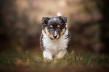 Cute portrait sheltie puppy running walking
