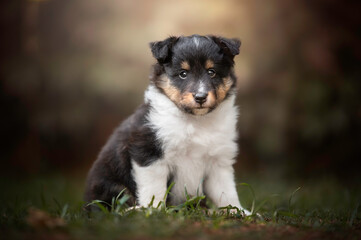 Cute portrait sheltie puppy