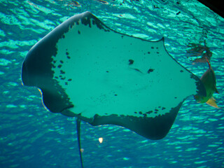 Giant Freshwater Stingray swimming in Big Water Tank in Aquarium