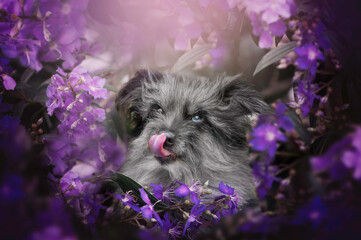 Cute merle pyrshep dog in purple flowers lip licking