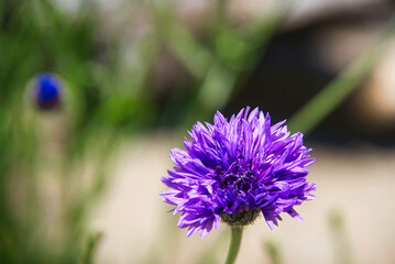 紫色系の花が咲いている、イングリッシュガーデンの風景