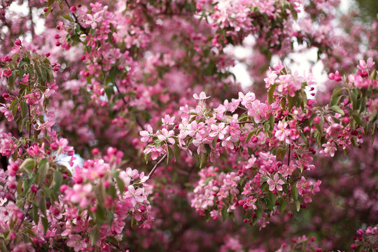 Blooming pink apple tree in spring.