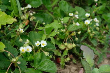 FU 2021-07-25 ObstGrill 81 An den Erdbeerpflanzen sind Blüten