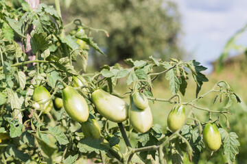 Young green tomatoes on a bush