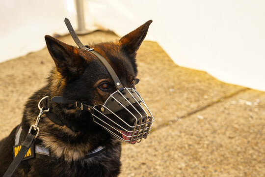 Police wolf dog with snout. portrait photography.