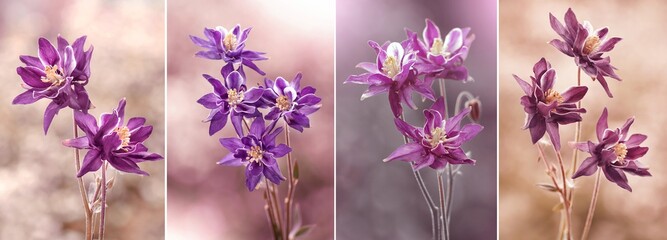 Kwiaty - Columbine ( Zestaw )