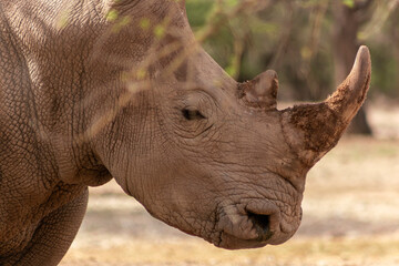 Obraz premium Wild african animals. Portrait of a male bull white Rhino grazing in Etosha National park.