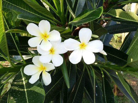 white and yellow frangipani plumeria flower blooming in temple