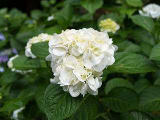 真っ白なアナベル