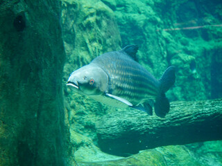 Fototapeta premium giant siamese carp also known as giant barb, Siamese giant carp, or simply Siamese carp (Catlocarpio siamensis) swimming in big fish tank aquarium