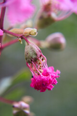 Romantic red flowers on branches, showing love and tenderness among lovers.	
