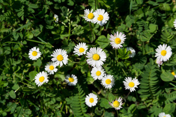 Top view of daisy flowers in a meadow on a sunny spring day. Natural background concept. Close up, selective focus