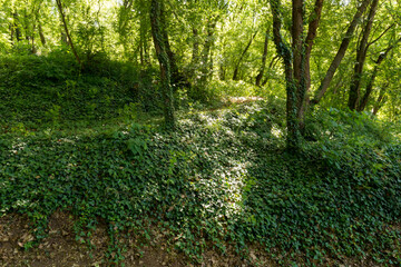 Dark forest with a large number of trees that make it not pass much light. the ground is covered with green ivy that covers everything on spring day - obrazy, fototapety, plakaty