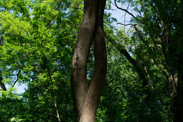Obraz premium Rare twisted tree in the deep forest and the sunlight shine on the woods on a spring day. Natural background concept. Close up, selective focus