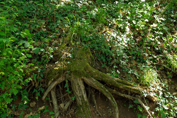 Roots of an old tree overgrown with moss and ivy in a natural deciduous forest on a spring day, a...