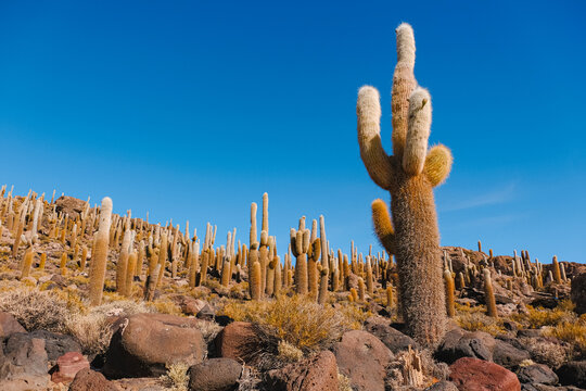 Cactus with blue sky background, Fish Island, Isla del Pescado, Uyuni, Bolivia