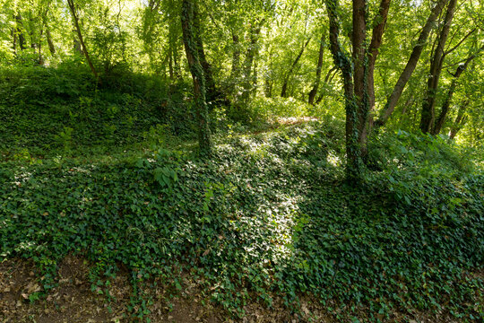Dark forest with a large number of trees that make it not pass much light. the ground is covered with green ivy that covers everything on spring day
