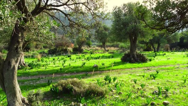 Moving through forest with a large olive Tree at the front and green grass at summer season, Aerial landscape. Cyprus at sunny weather, Pure nature concept