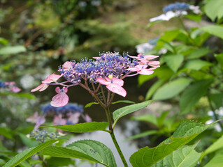 横から見たガクアジサイと池