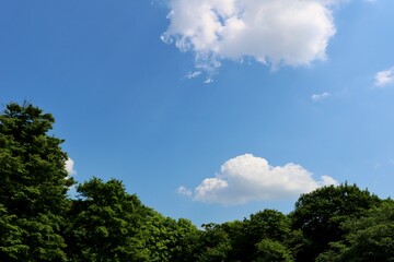 爽やかな青空　癒しの新緑　ネーブルパーク