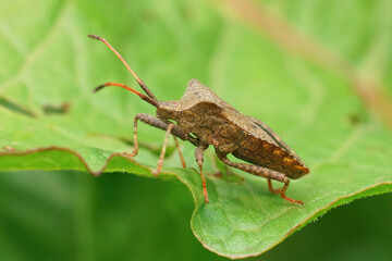 Lateral closeup on the common, herbivorous dock bug, Coreus marginatus, sitting on it's host plant Sorrel, Rumex acetosa